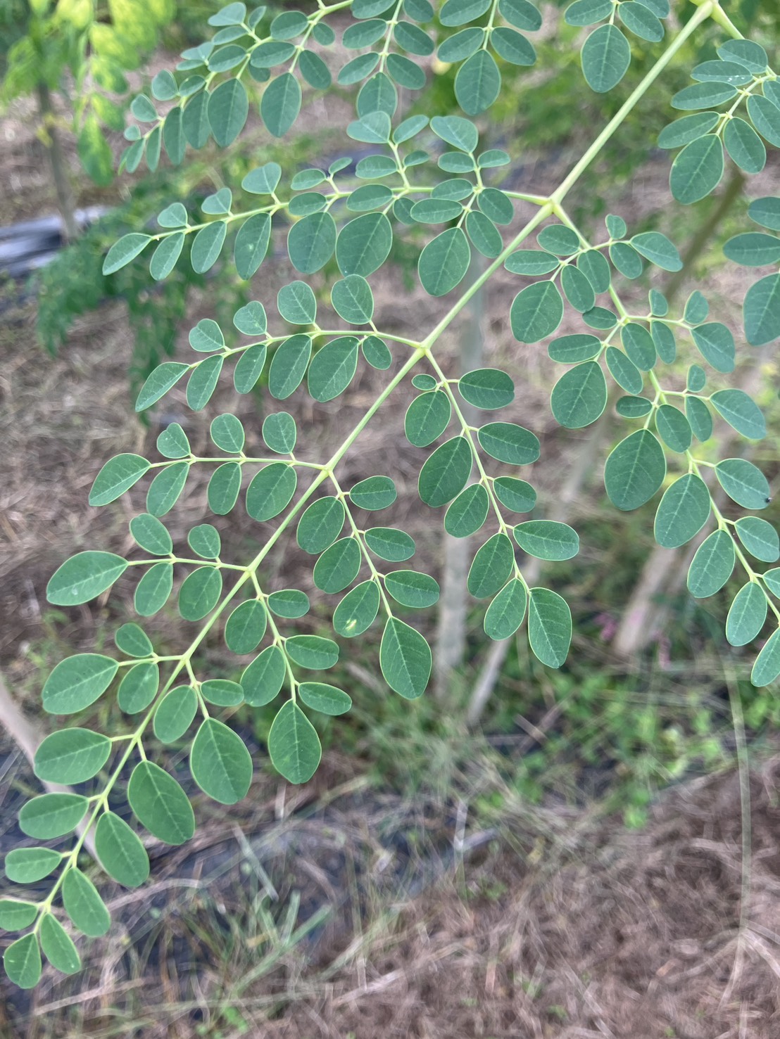 地域活性化応援プランを還元しました。(ピースオブモリンガプロジェクト)